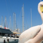 Ece Marina - Fotoğraf 12
